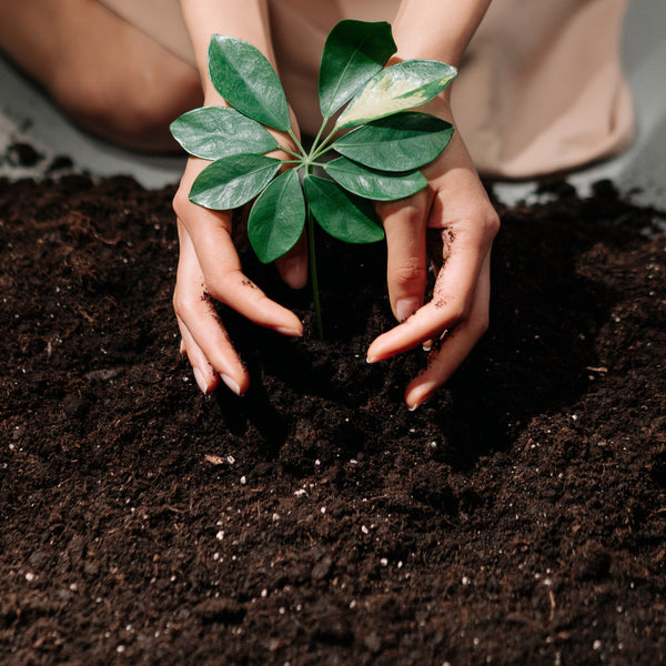 Why Soil Health Is a Fashion Issue: The Link Between Indian Dye Plants and Agricultural Biodiversity